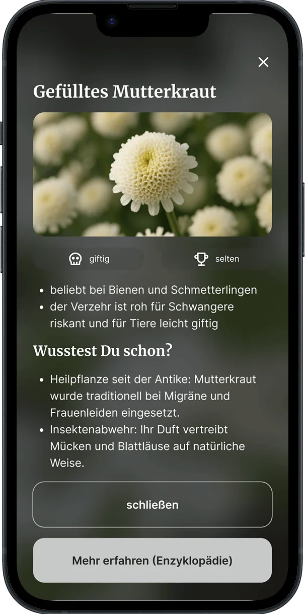 Gefülltes Mutterkraut
